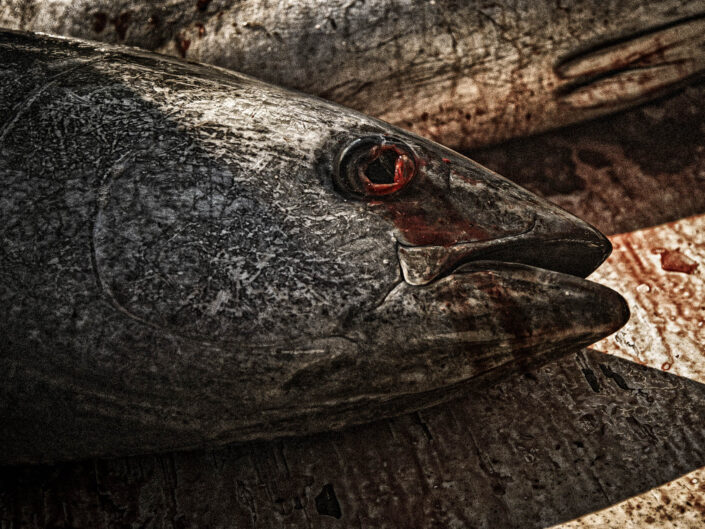 The last tuna slaughter