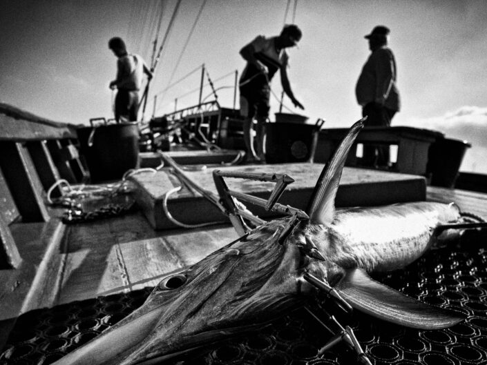 Swordfish in the strait of Messina